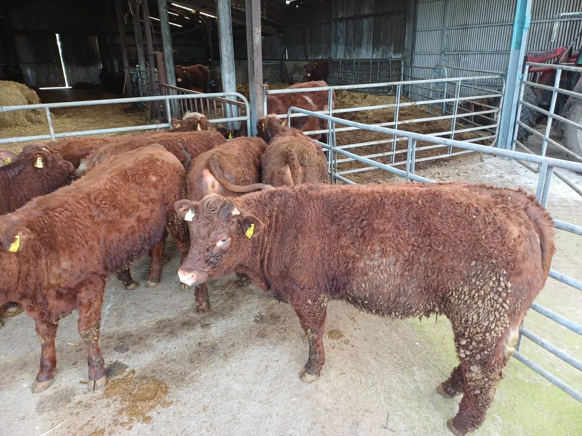 Saler heifers in New Ross mart 21st of March - Image 4