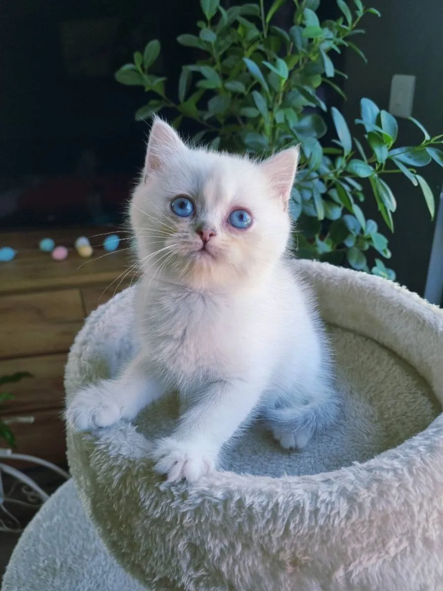 Pure British Shorthair - Image 1