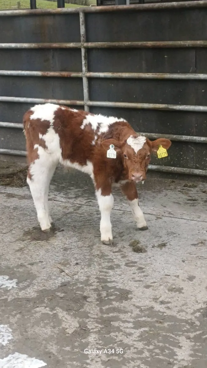 Calves - Image 2