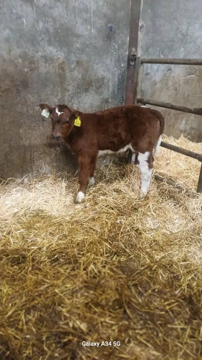 Calves - Image 1