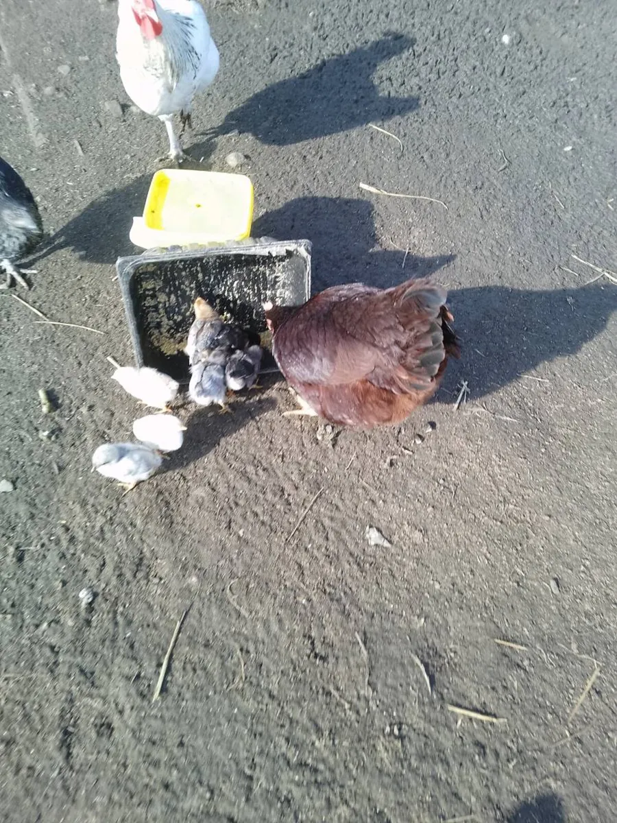 Hens,pullets,Hatching eggs,chicken coop, - Image 3