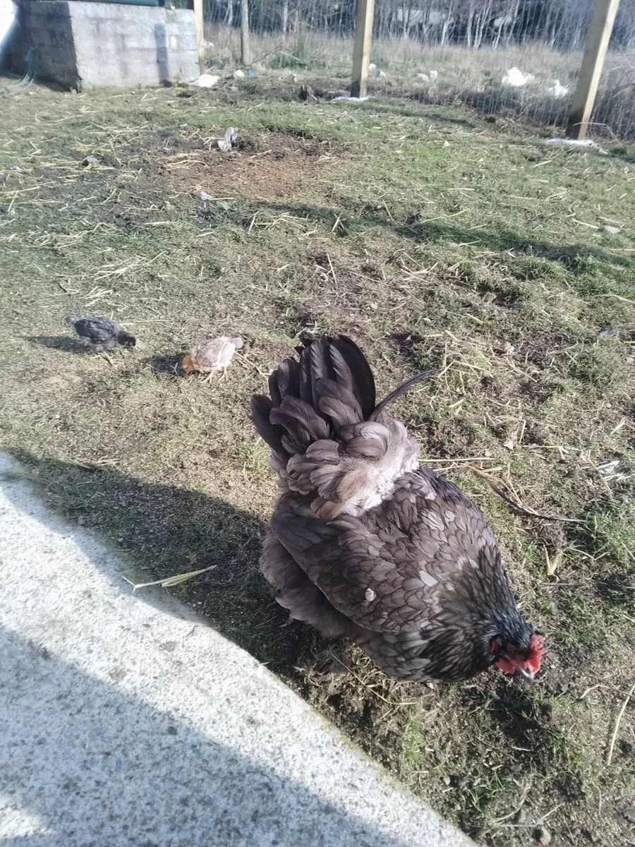 Hens,pullets,Hatching eggs,chicken coop, - Image 4