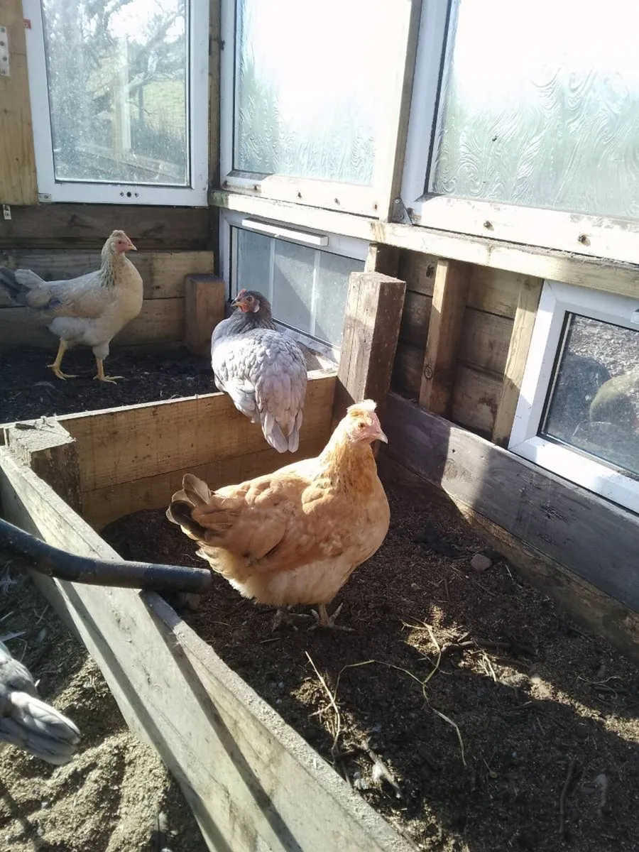 Hens,pullets,Hatching eggs,chicken coop, - Image 1