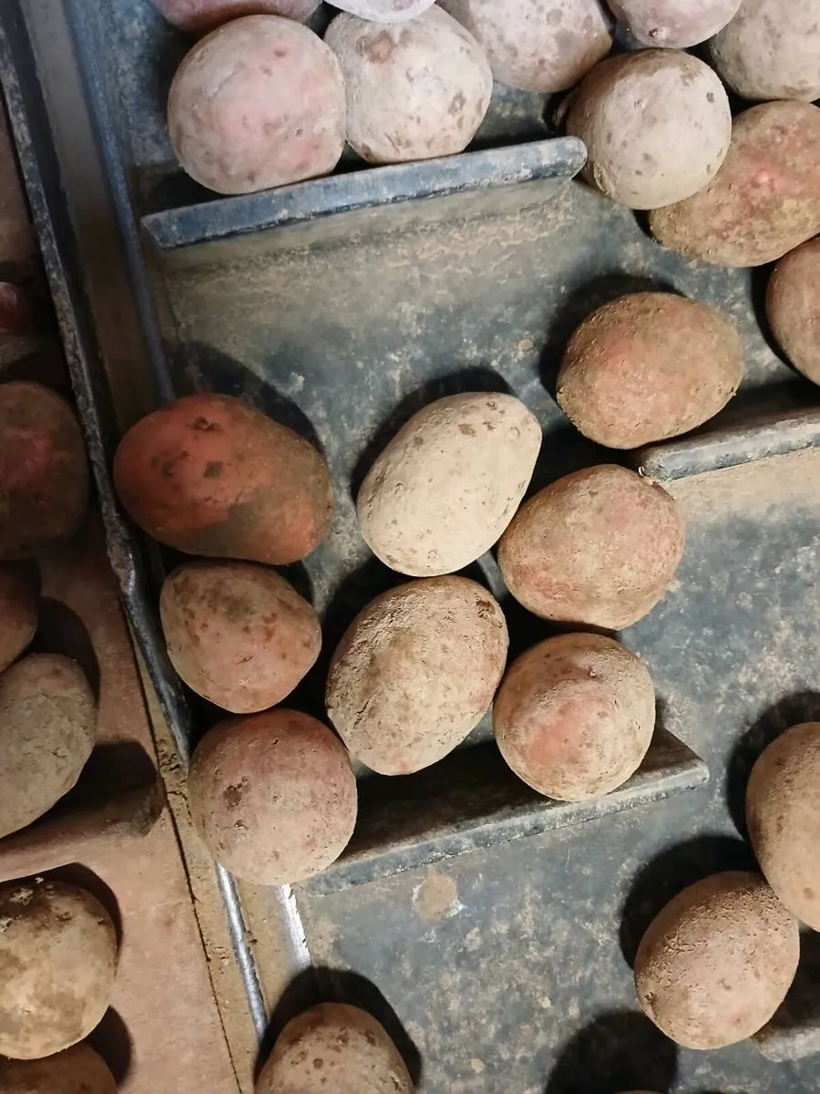 Seed potatoes - Image 2