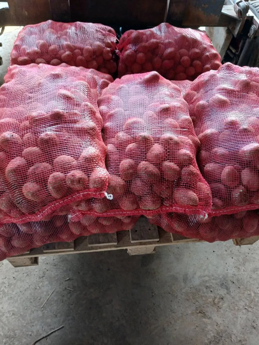 Seed potatoes - Image 3