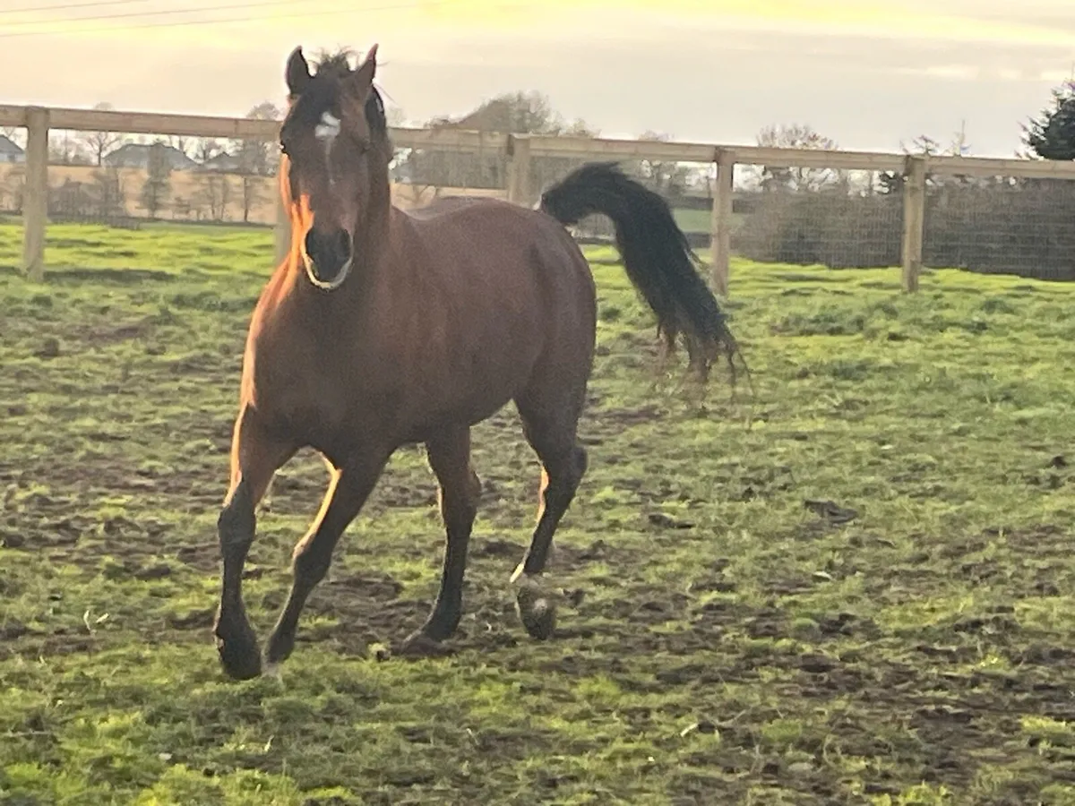 Arabian Stallion at Stud - Image 2