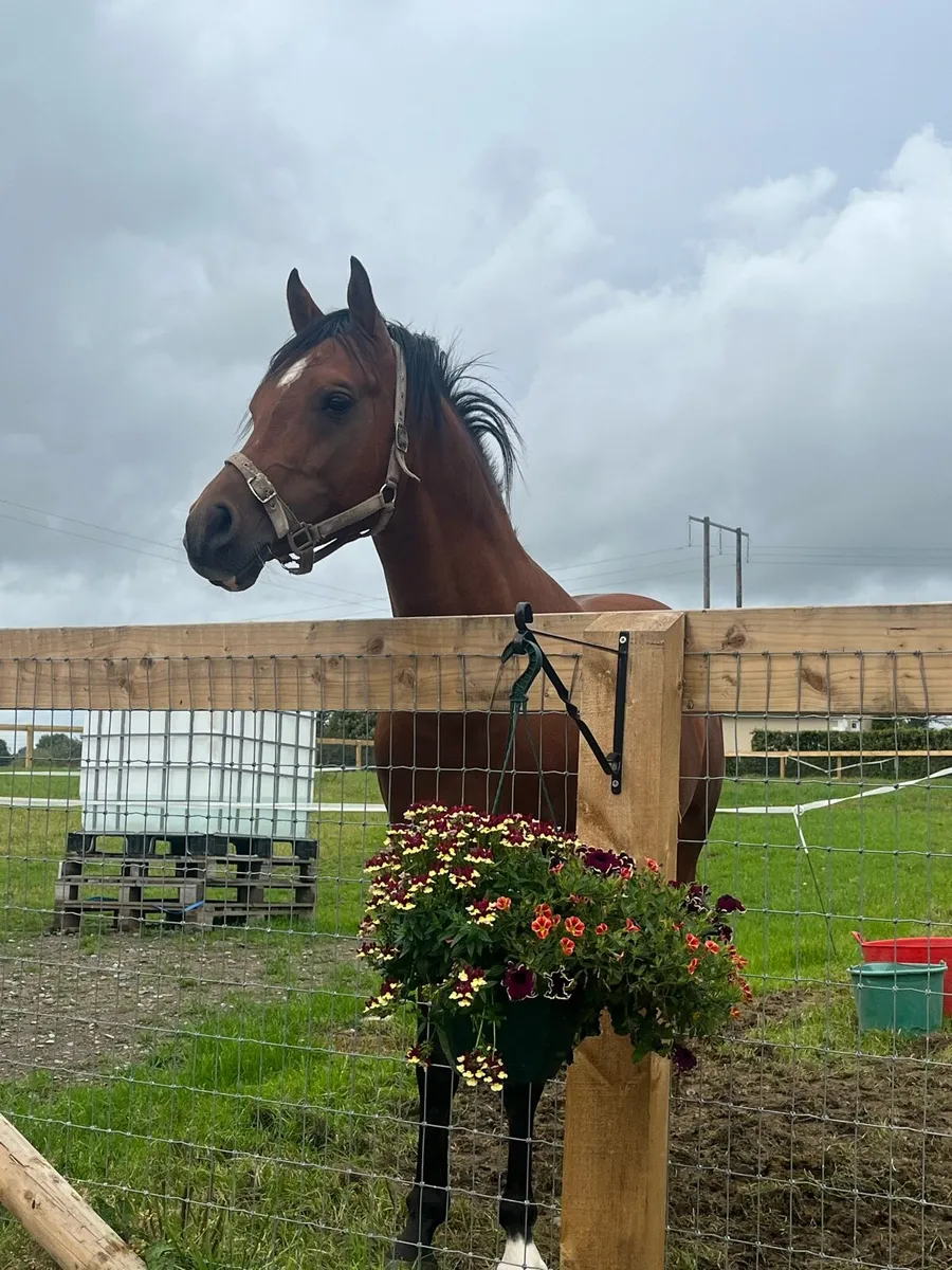 Arabian Stallion at Stud - Image 3