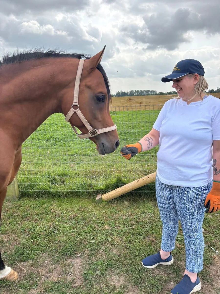Arabian Stallion at Stud - Image 4