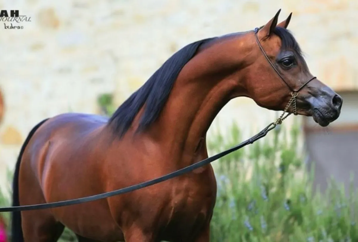 Arabian Stallion at Stud - Image 1