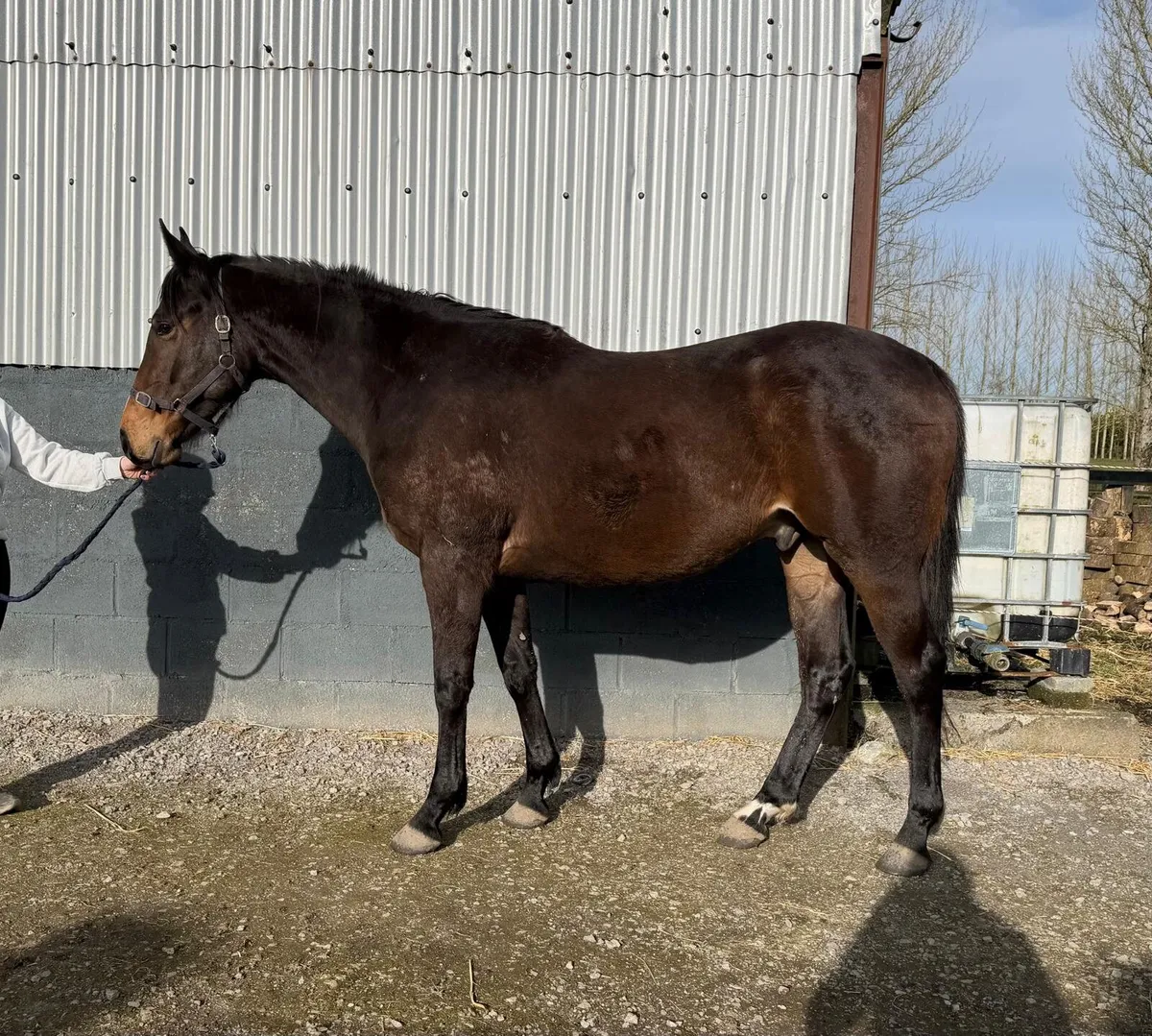 3 yo by fascinating rock 16.2 - Image 2