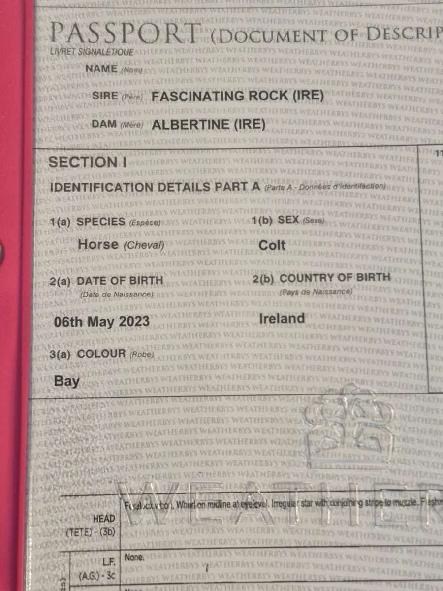 3 yo by fascinating rock 16.2 - Image 3