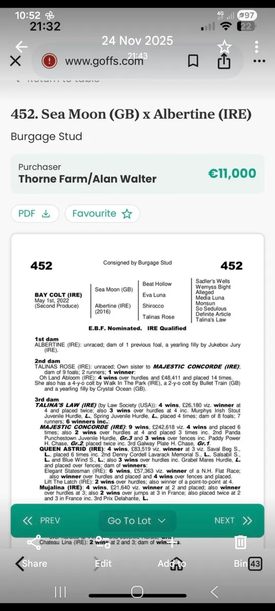 3 yo by fascinating rock 16.2 - Image 4