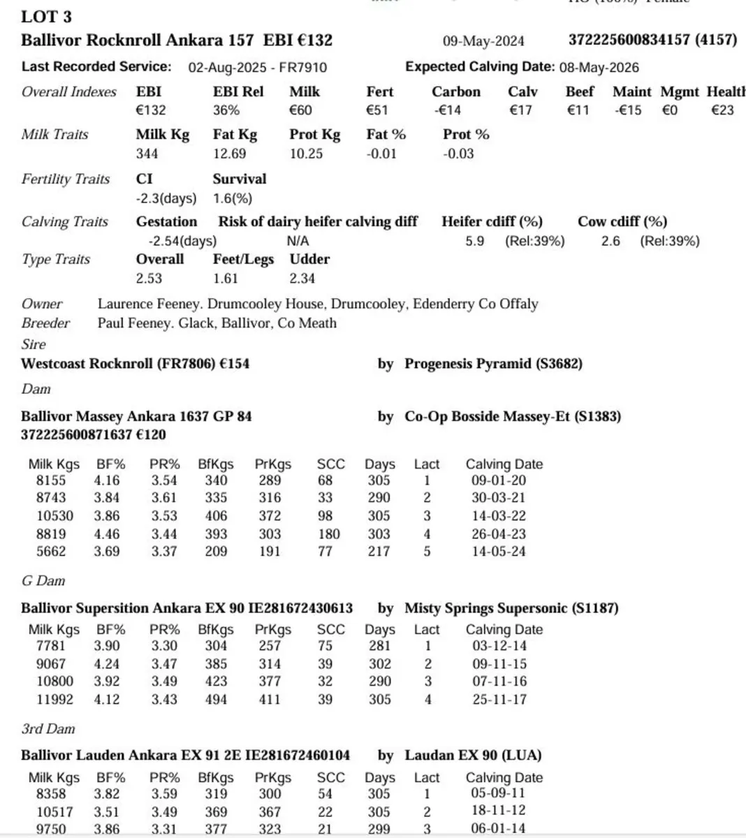 Springing Heifer Ballivor Herd - Image 1