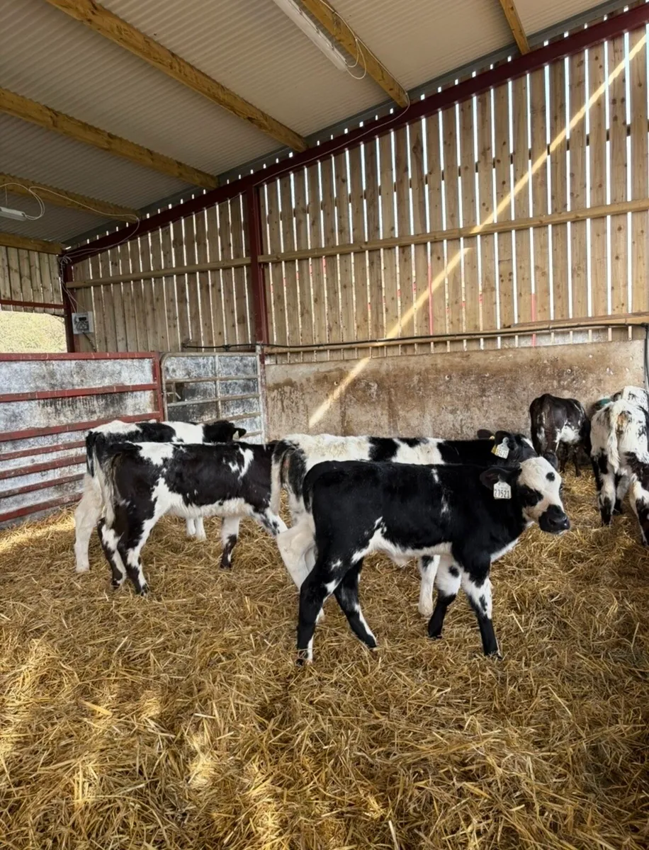 10 smashing blue heifers for sale🔥🔥 - Image 1
