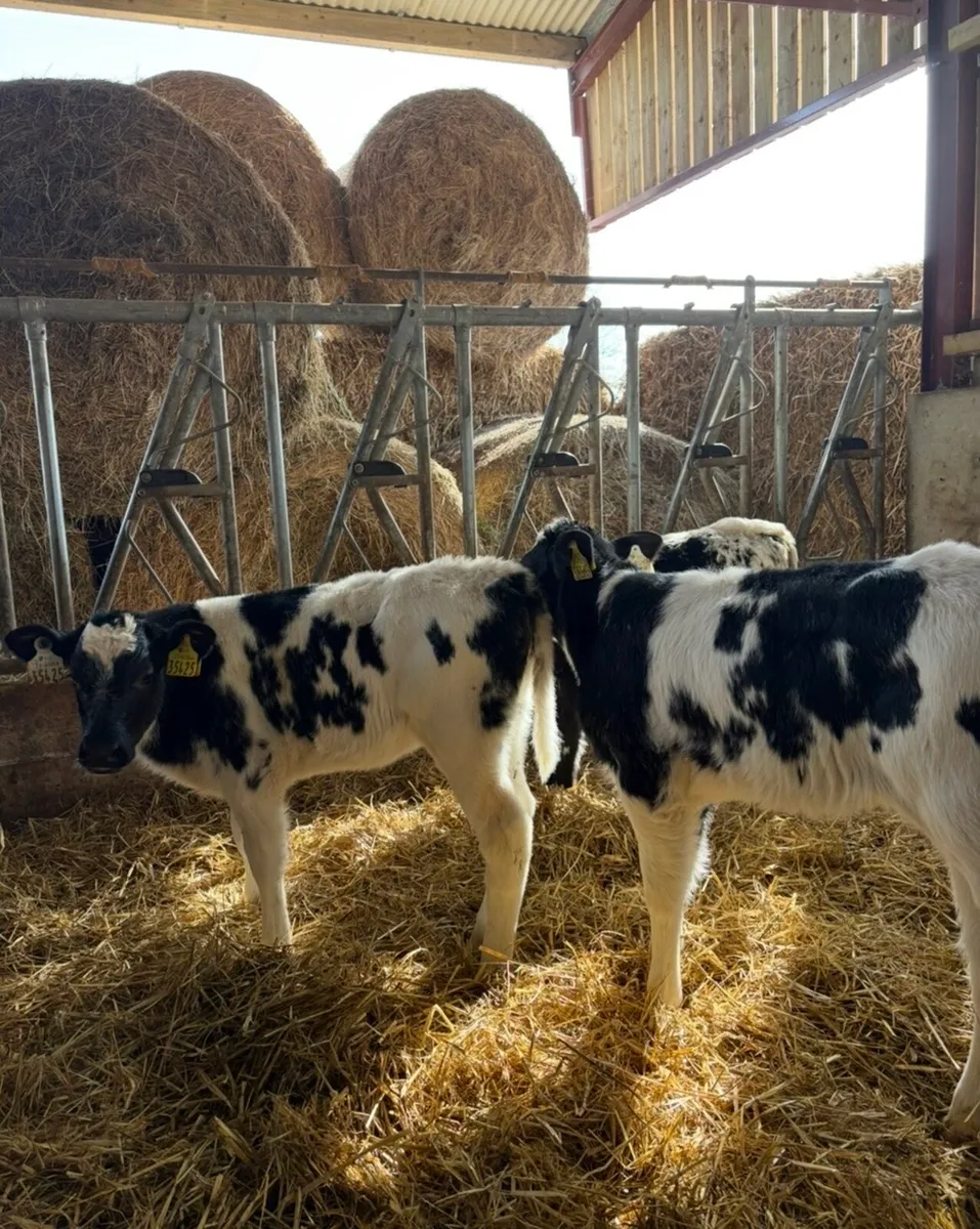 10 smashing blue heifers for sale🔥🔥 - Image 2