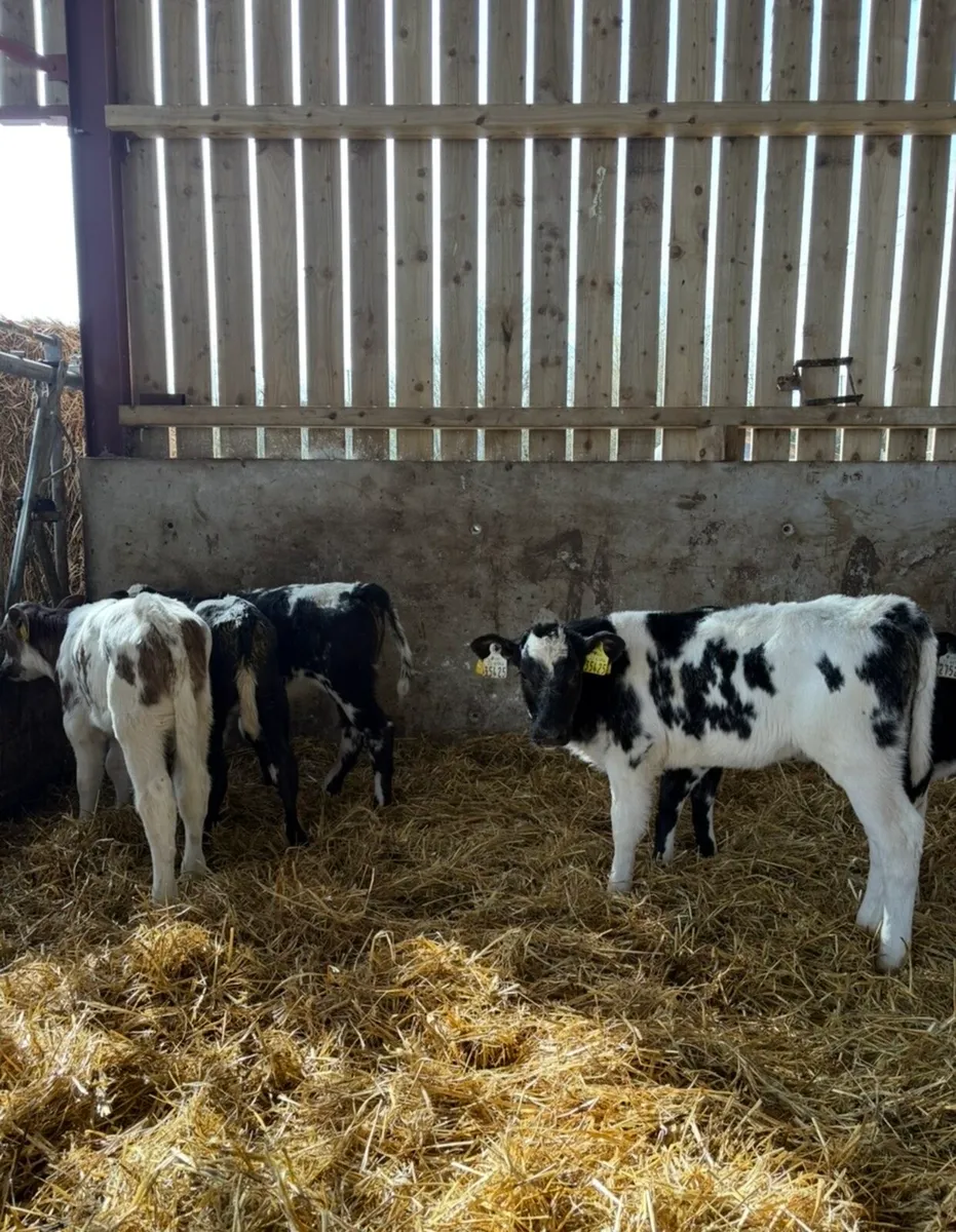 10 smashing blue heifers for sale🔥🔥 - Image 3