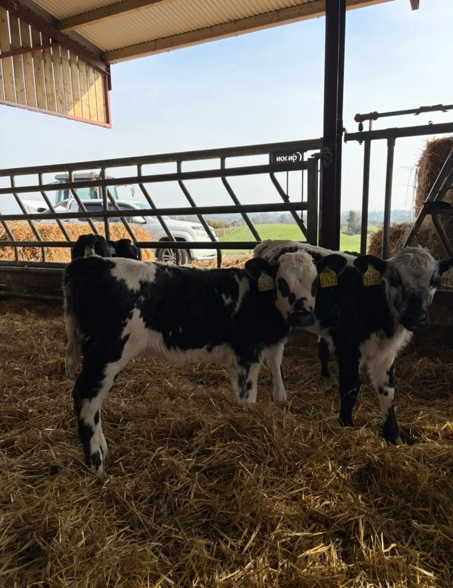 10 smashing blue heifers for sale🔥🔥 - Image 4