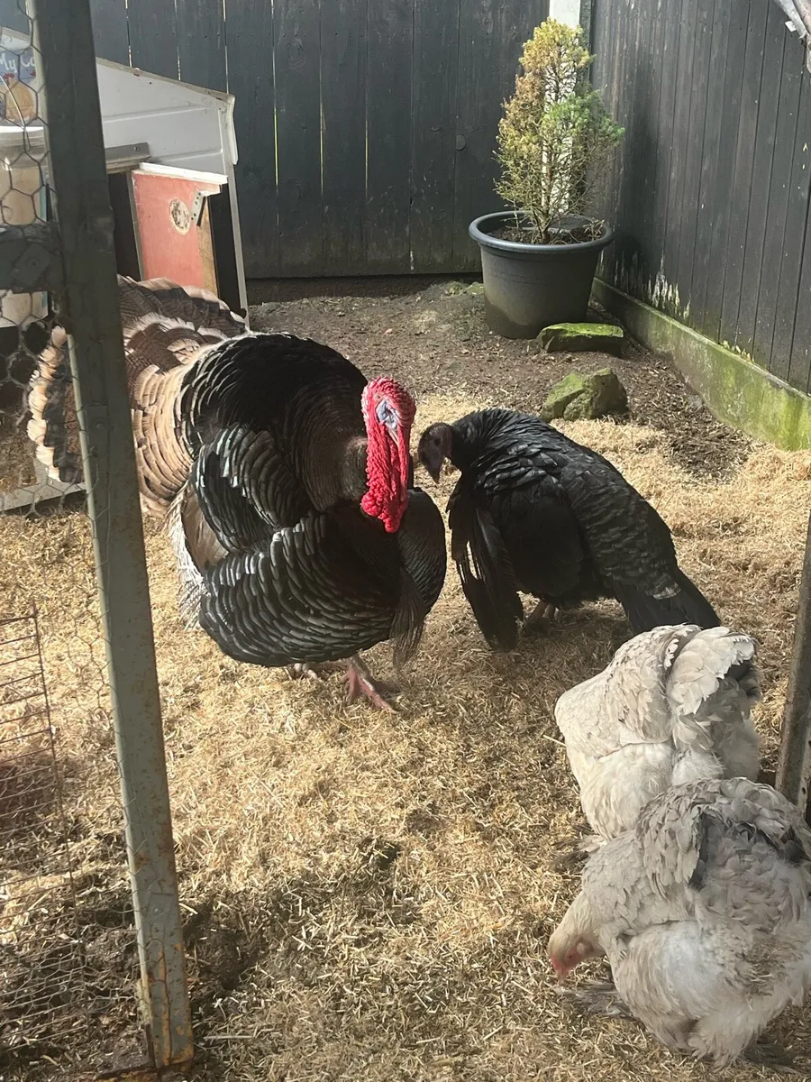 Pair of Turkeys - Image 2