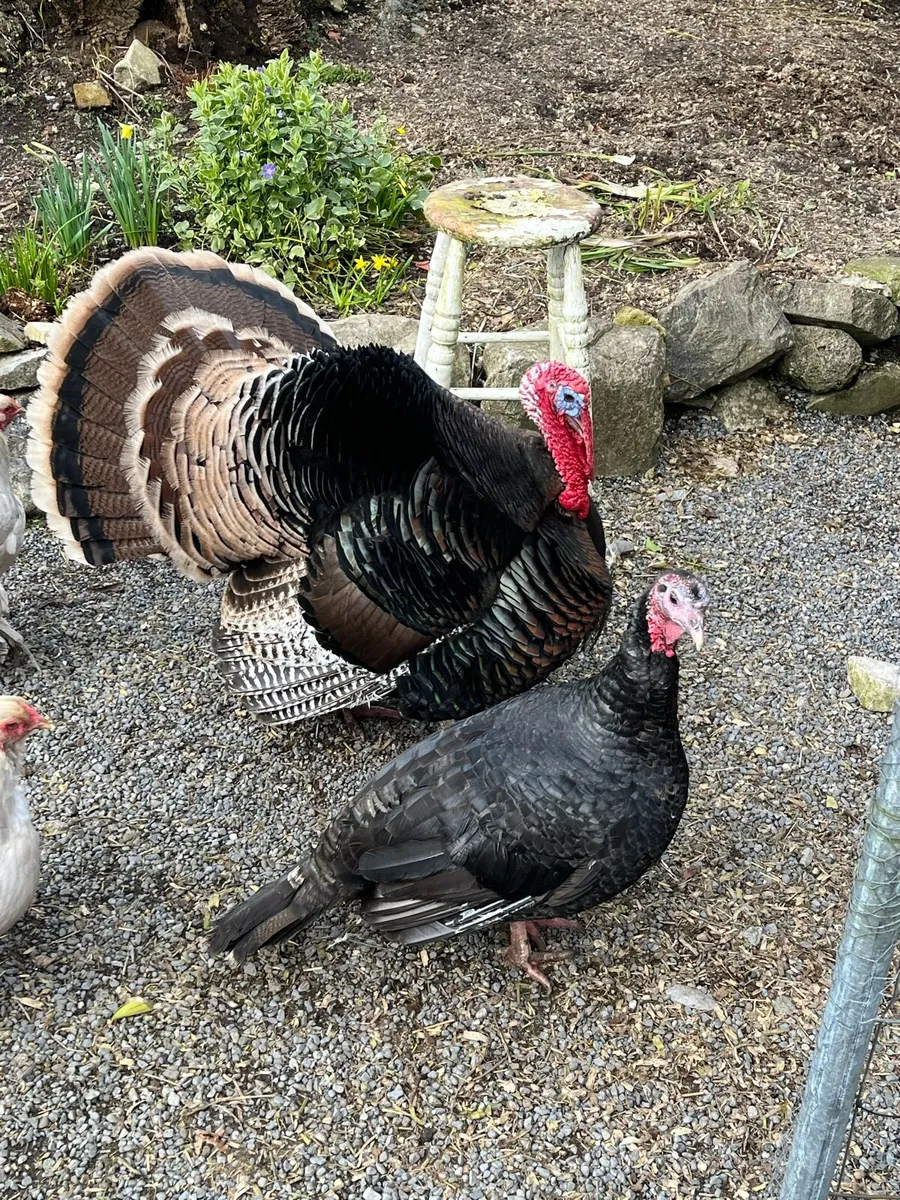Pair of Turkeys - Image 1