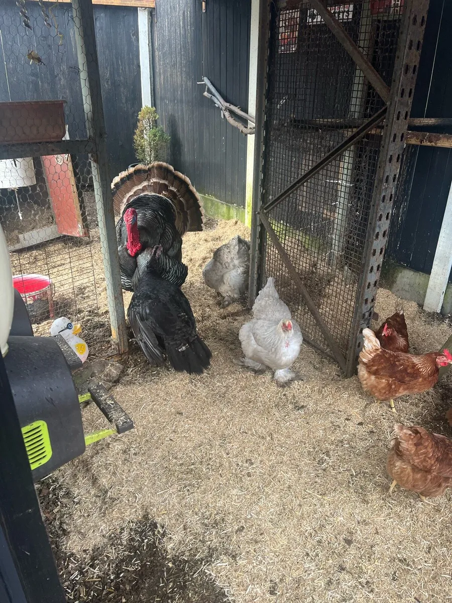 Pair of Turkeys - Image 3