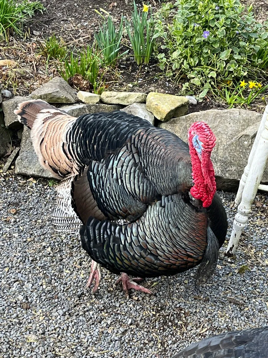 Pair of Turkeys - Image 4