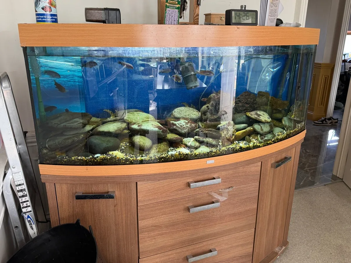 Fish tank and fish - Image 2