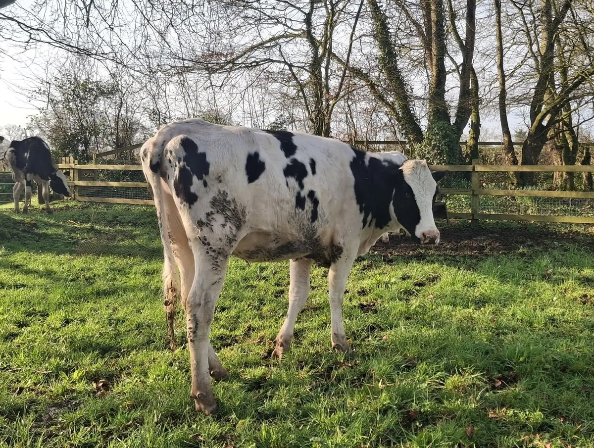 Springing Heifer Ballivor Herd - Image 2