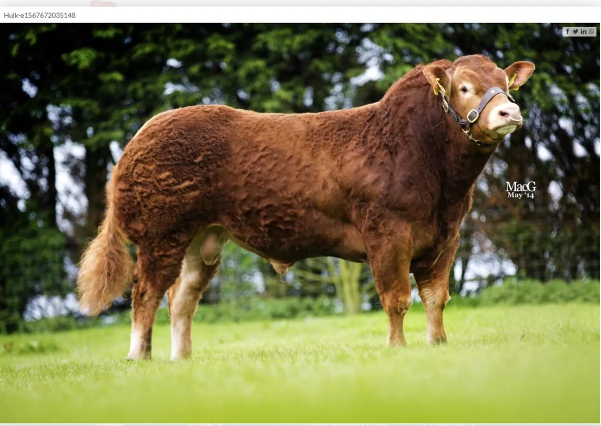 4 Recipient Heifer's Carrying  INVITÉE Embryos - Image 2