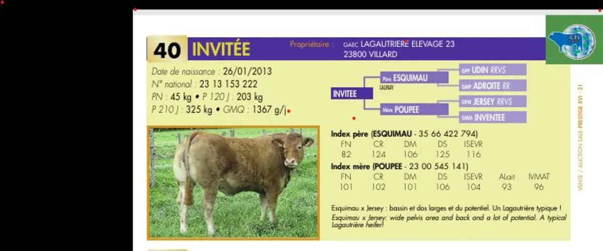 4 Recipient Heifer's Carrying  INVITÉE Embryos - Image 1