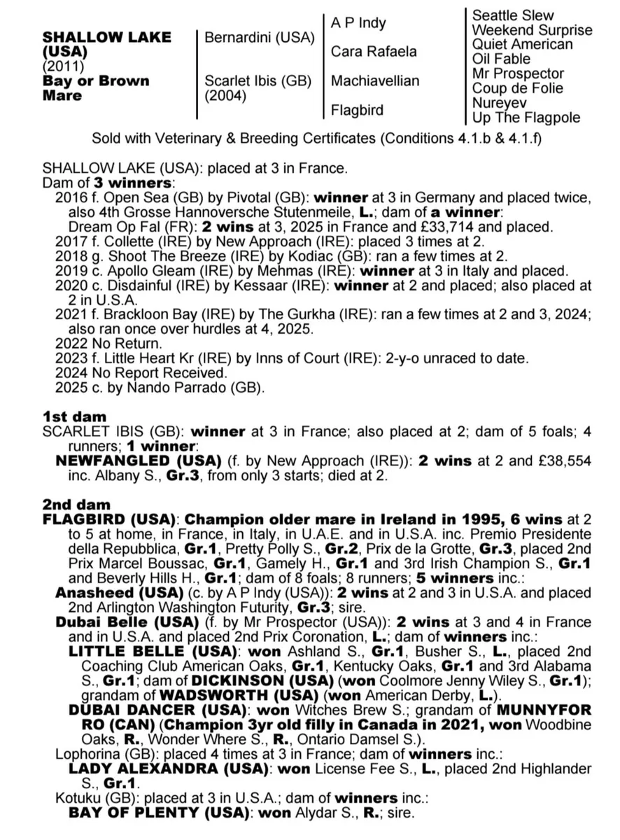 Thoroughbred Mare - Image 2