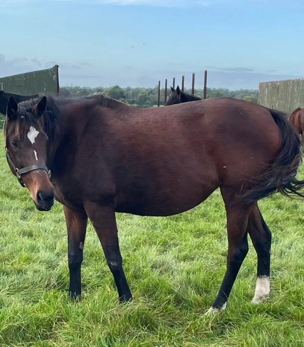 Thoroughbred Mare - Image 1