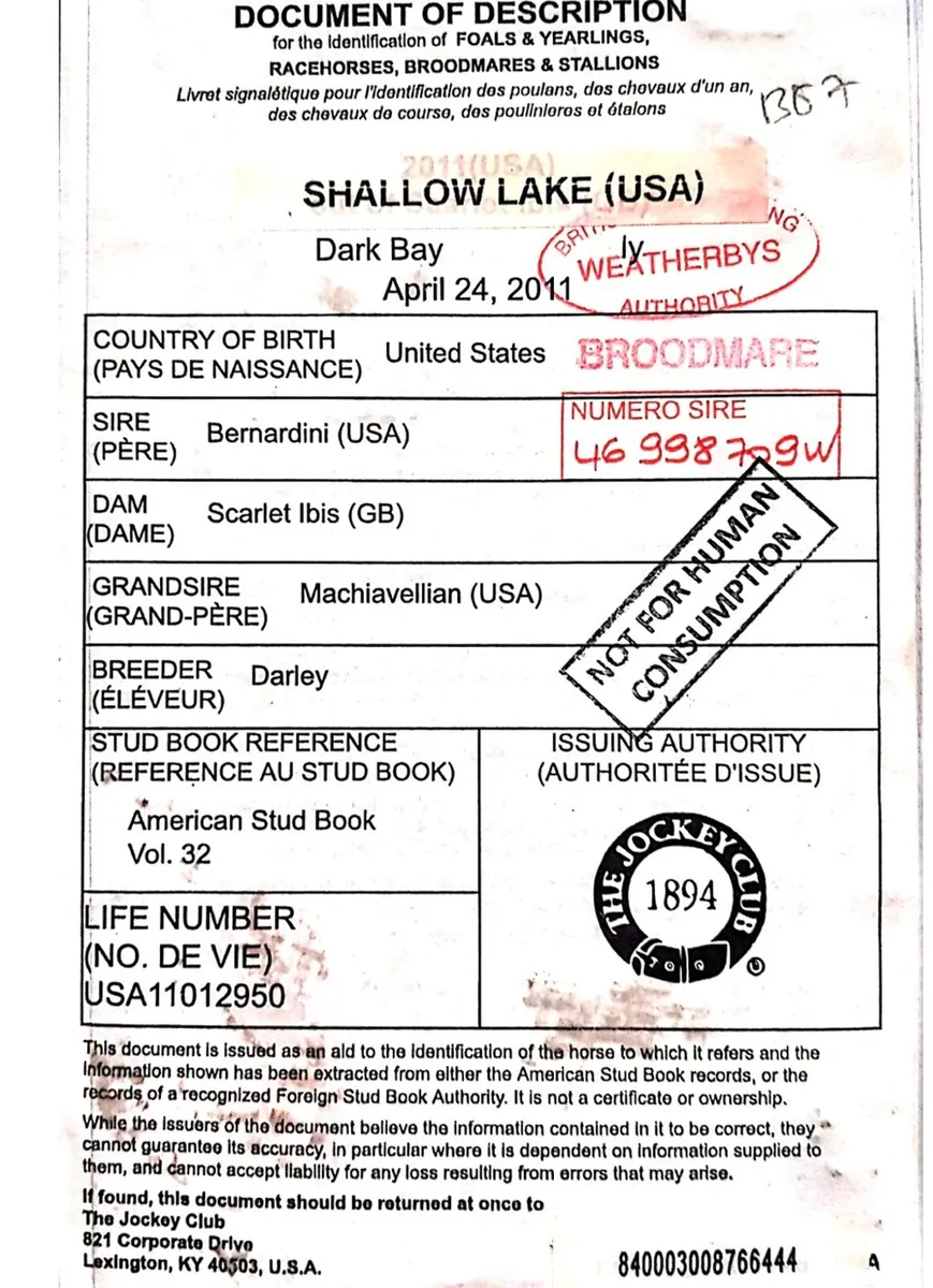 Thoroughbred Mare - Image 3