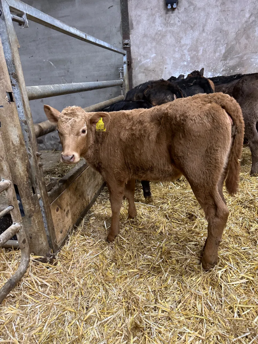 Beef bred heifers - Image 1