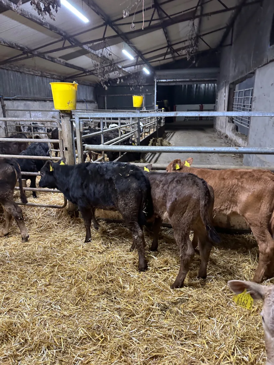 Beef bred heifers - Image 4