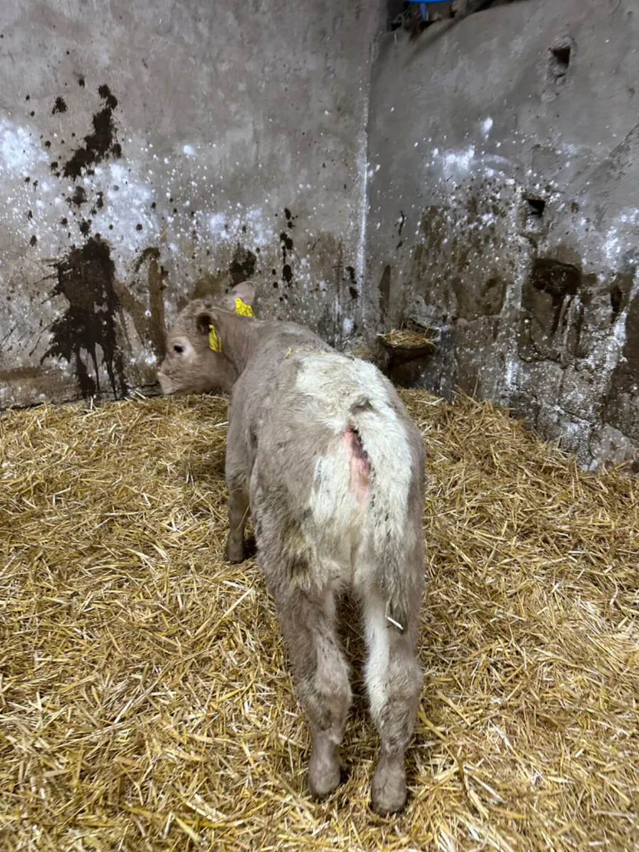 Beef bred heifers - Image 3