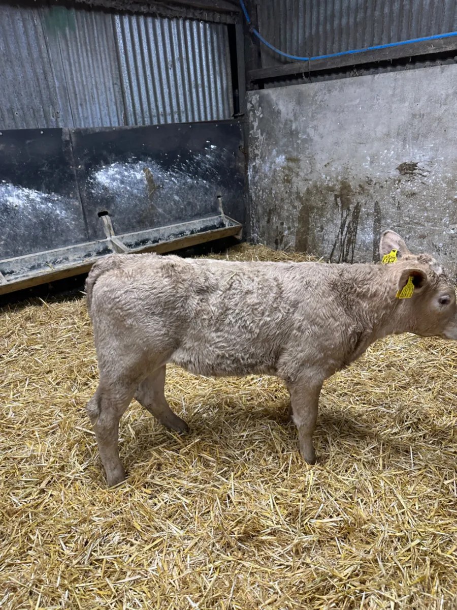 Beef bred heifers - Image 2