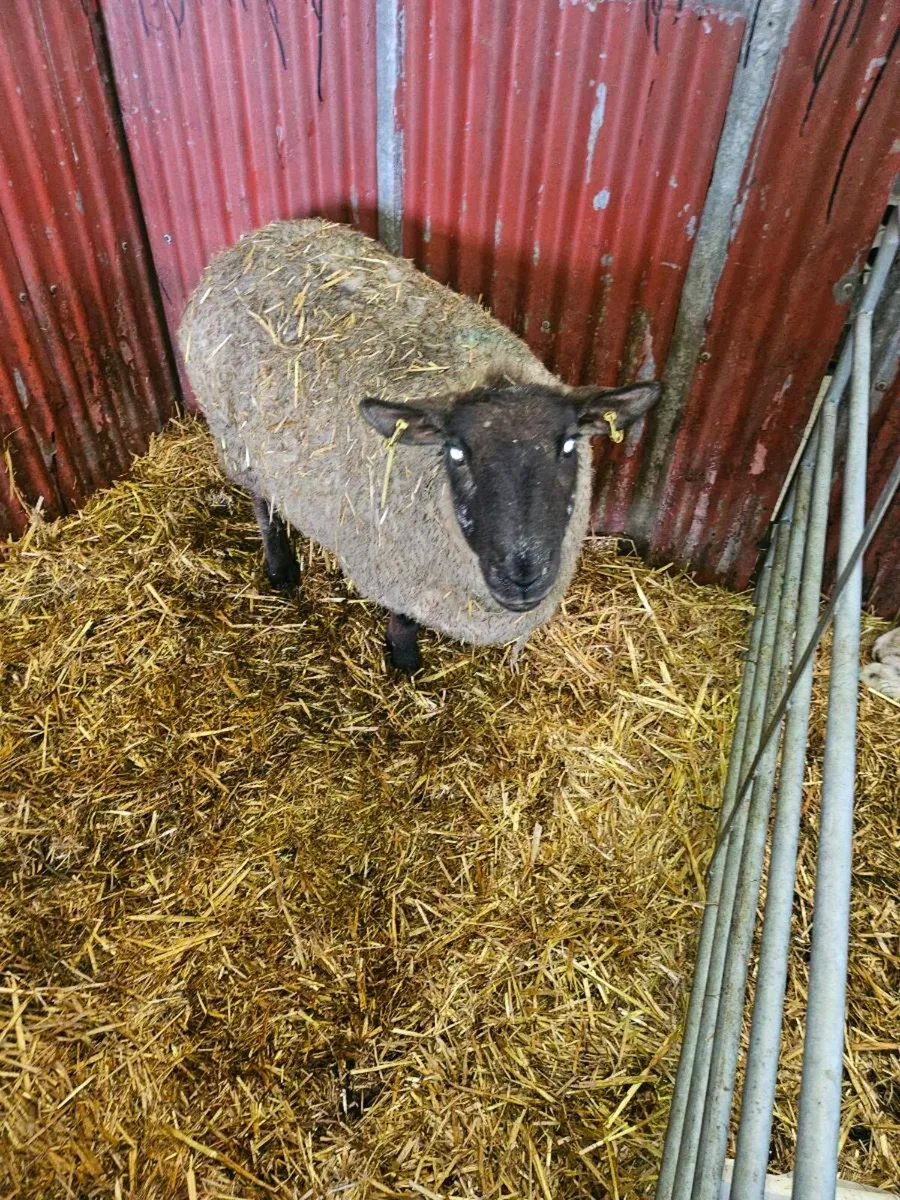 Foster ewe