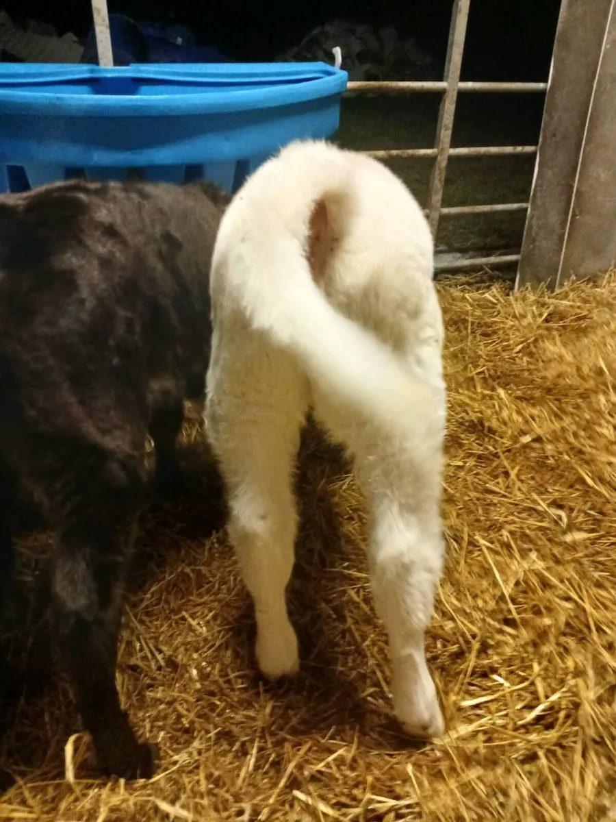 Belgian Blue calf - Image 3