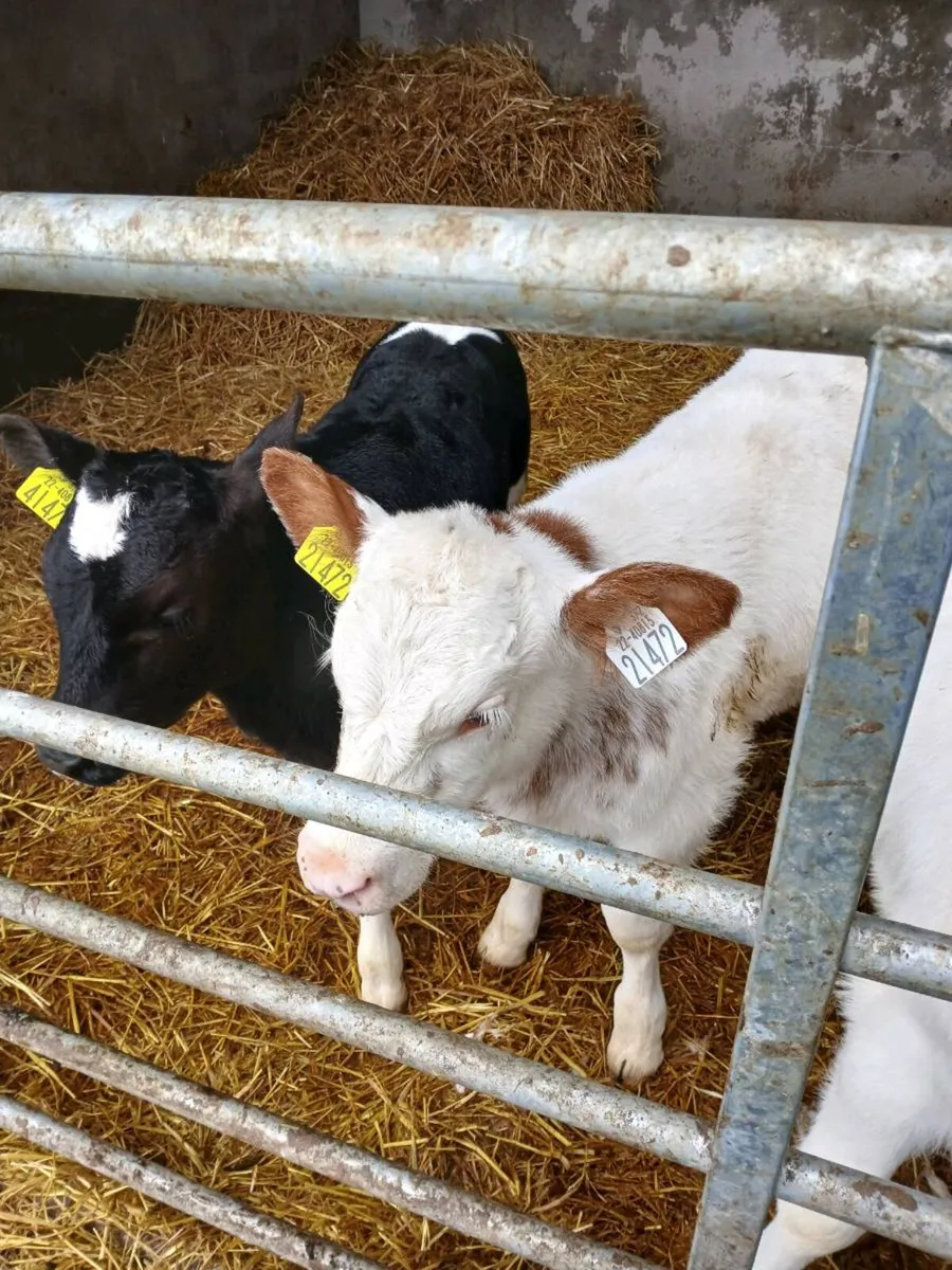 Belgian Blue calf - Image 1