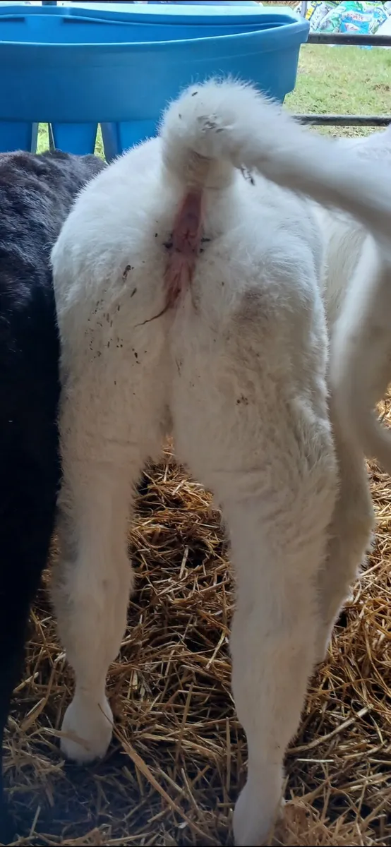 Belgian Blue calf - Image 4