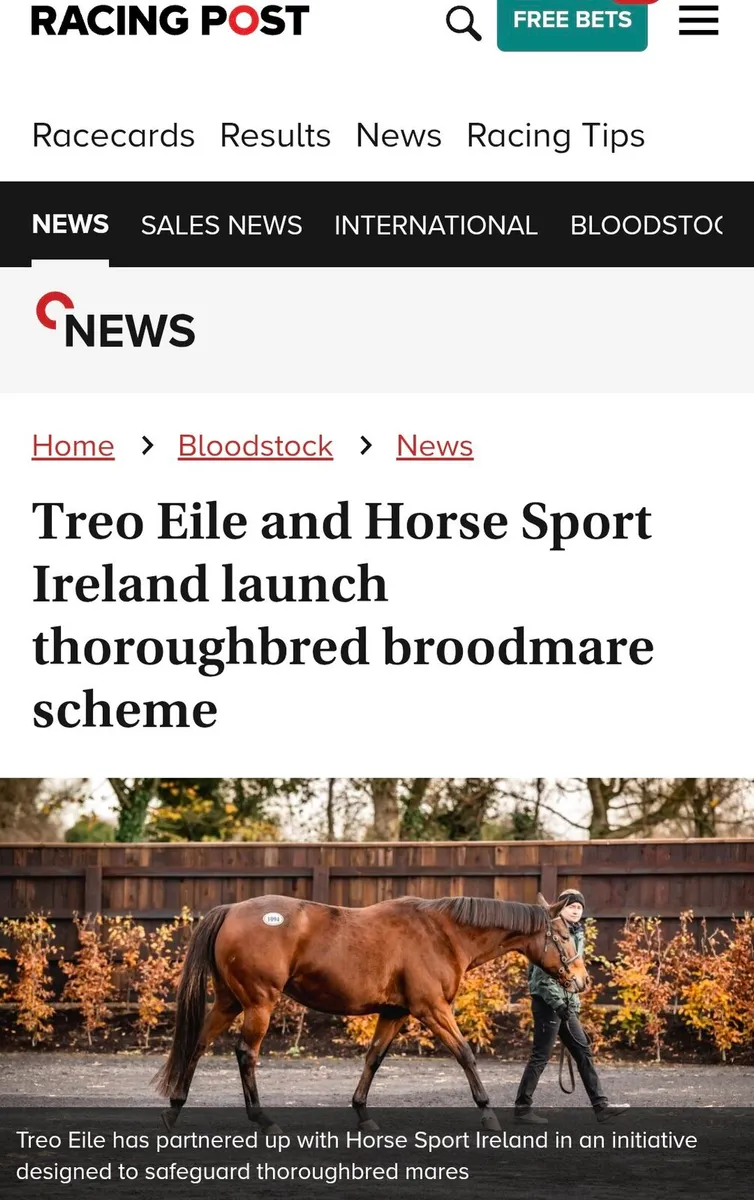 Thoroughbred Mare - Image 4