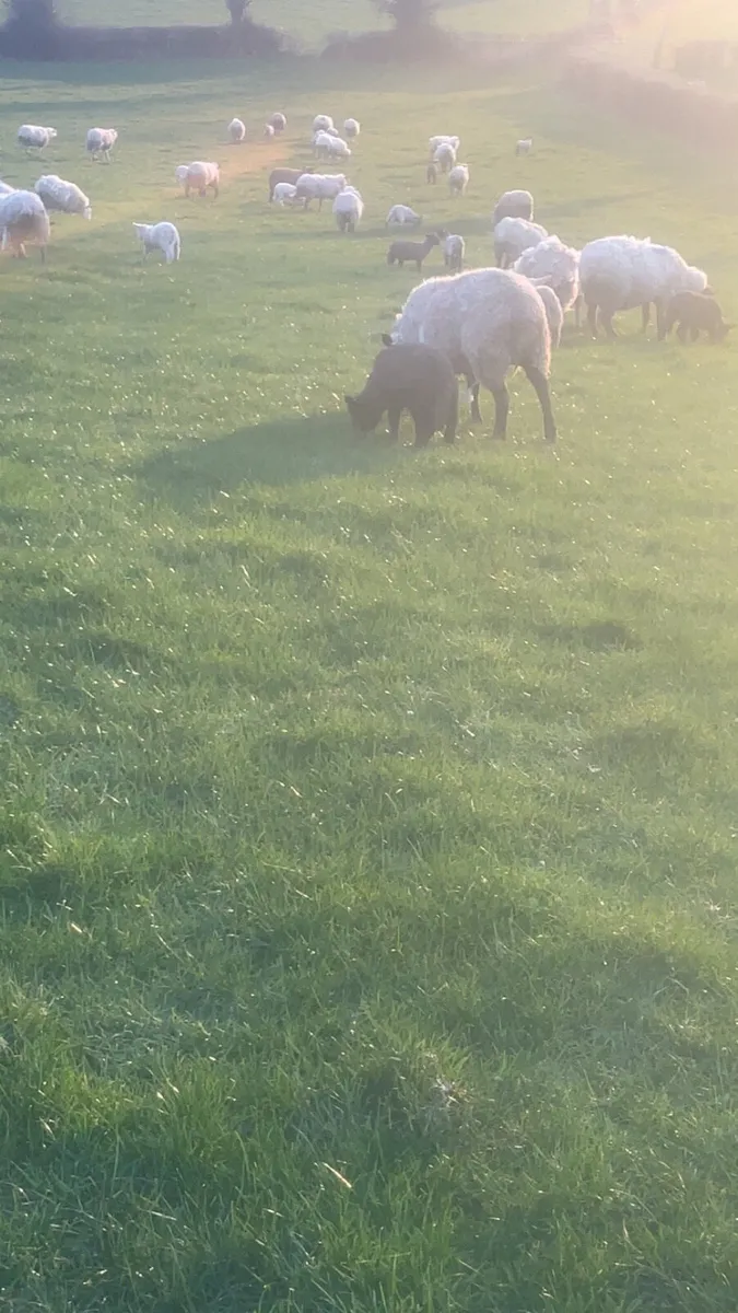 Ewes and lambs - Image 1