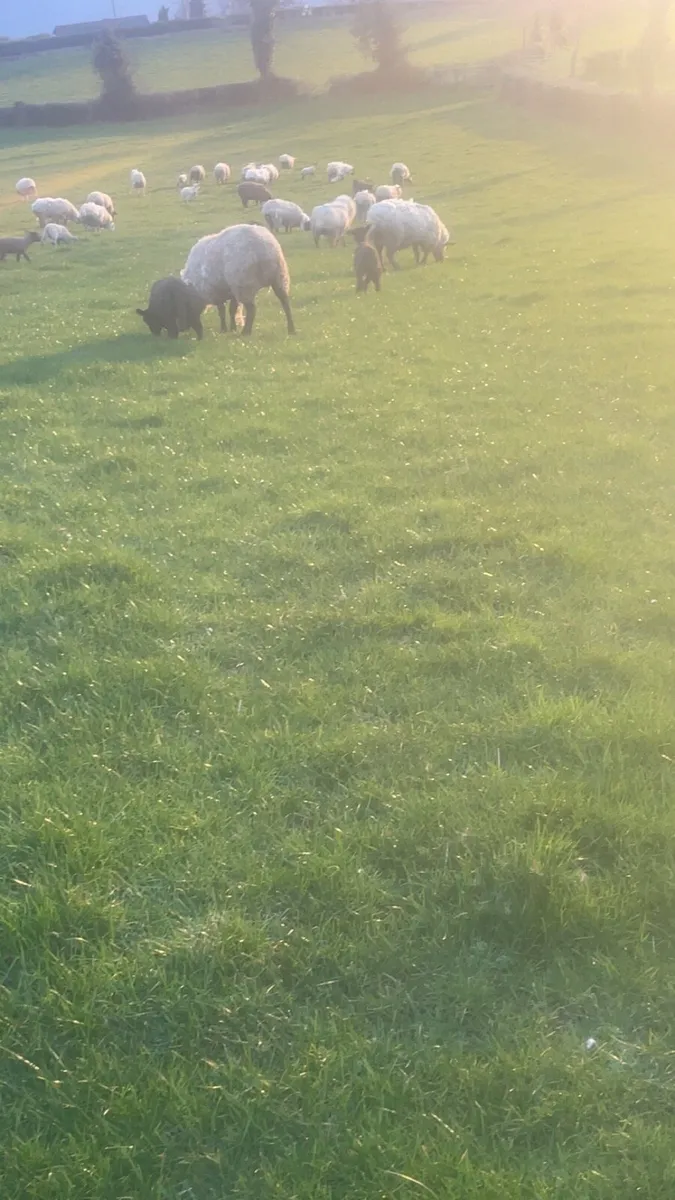 Ewes and lambs - Image 3