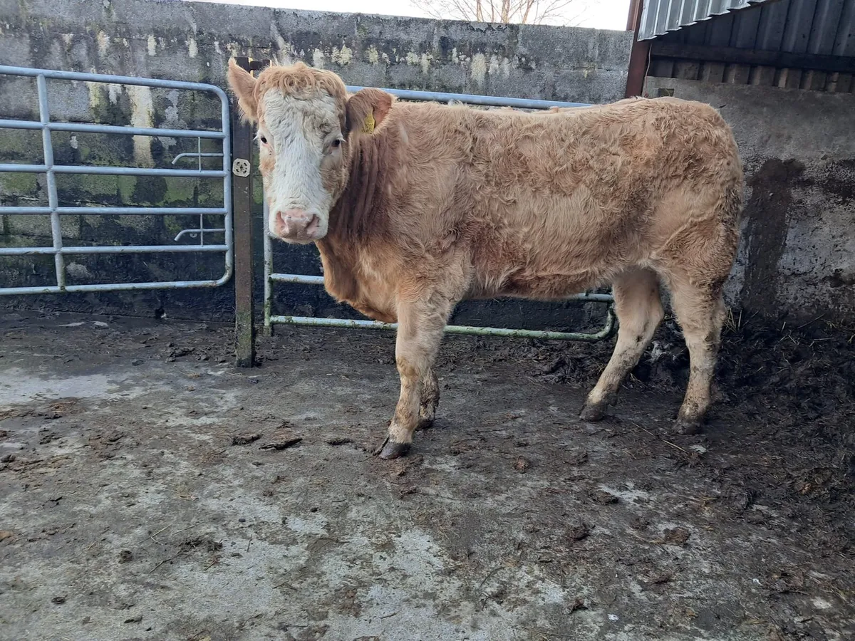 Lovely breeding heifer - Image 1