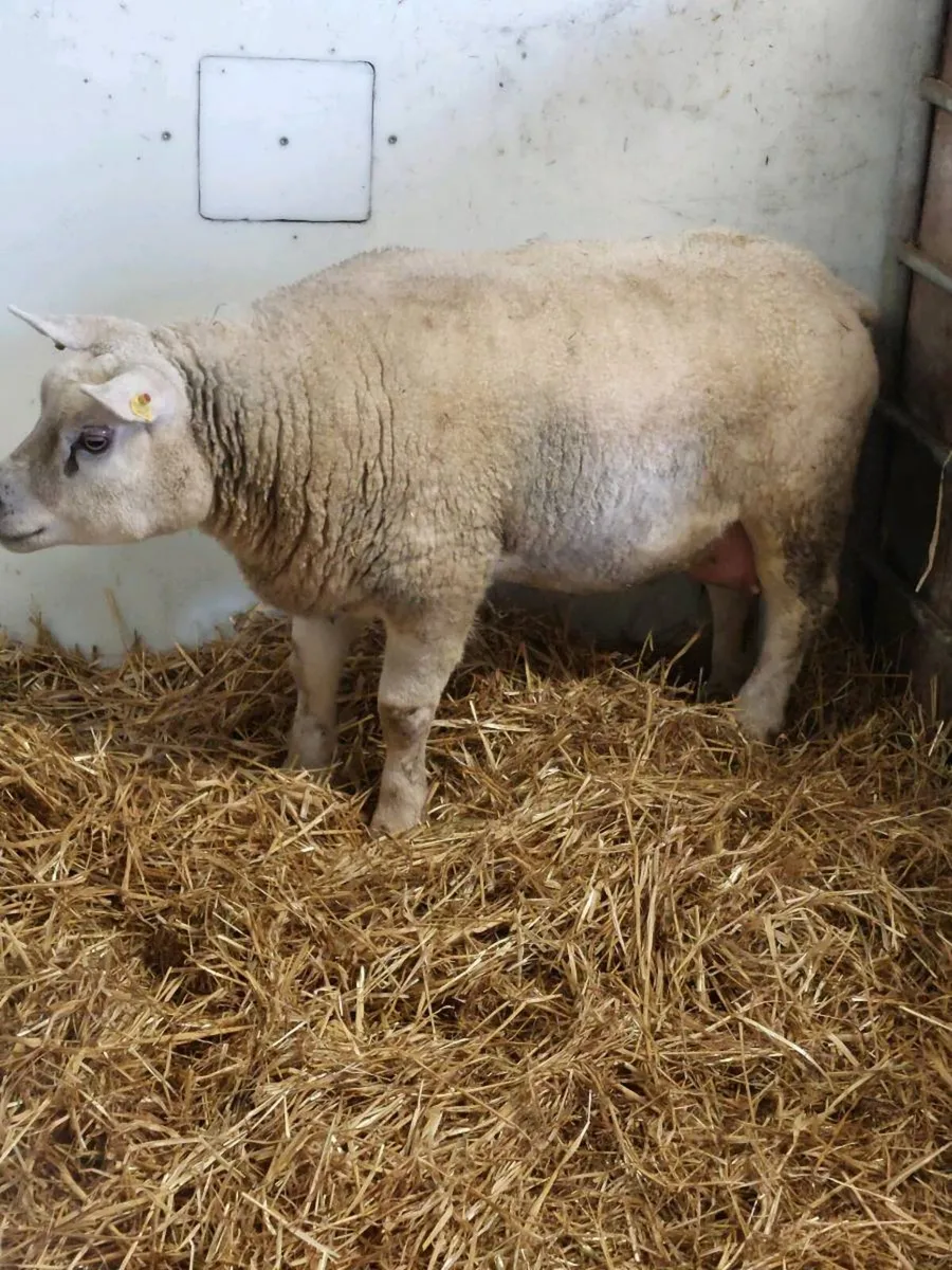 Purebred Texel Foster ewe - Image 1