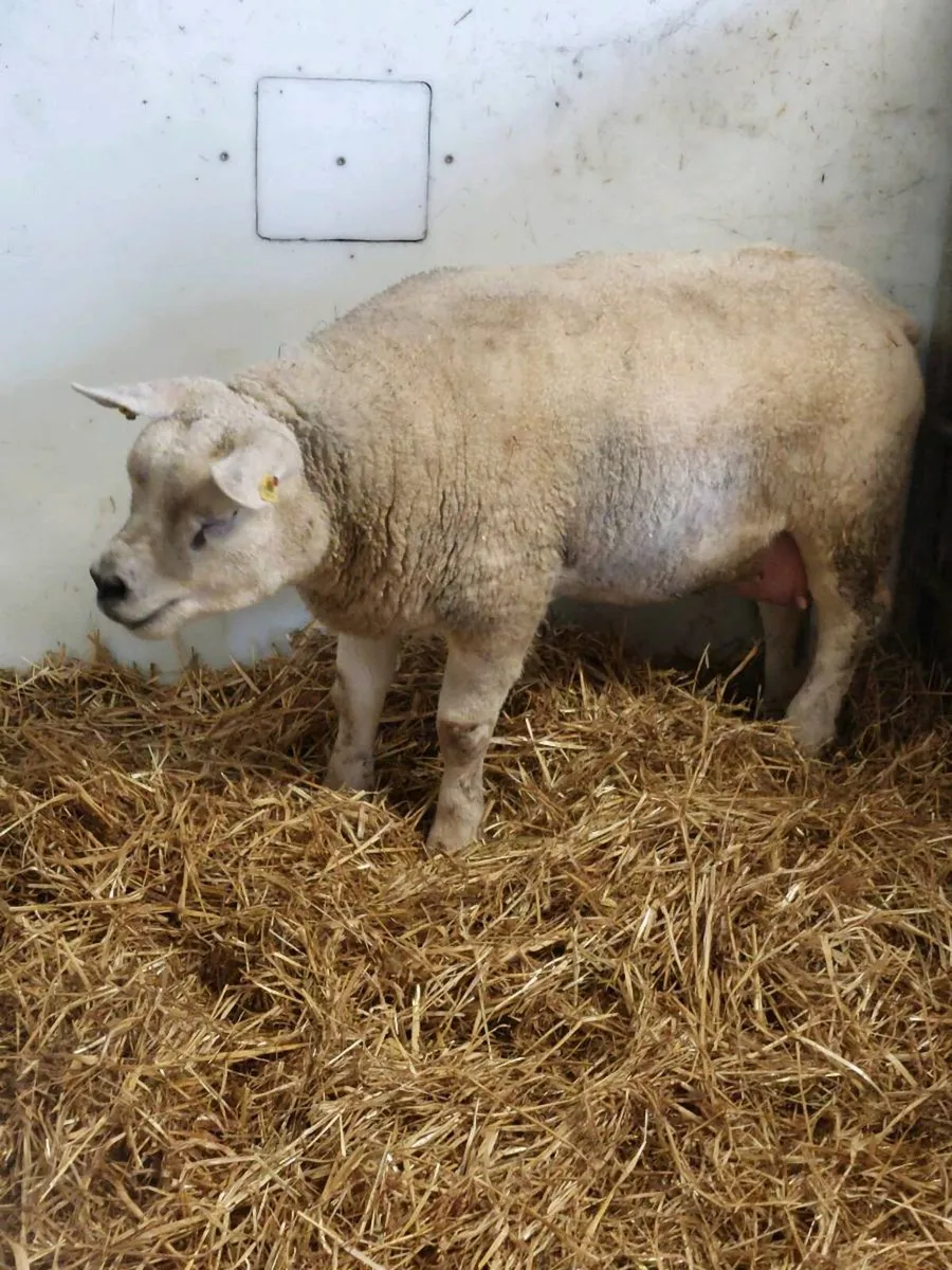 Purebred Texel Foster ewe - Image 2