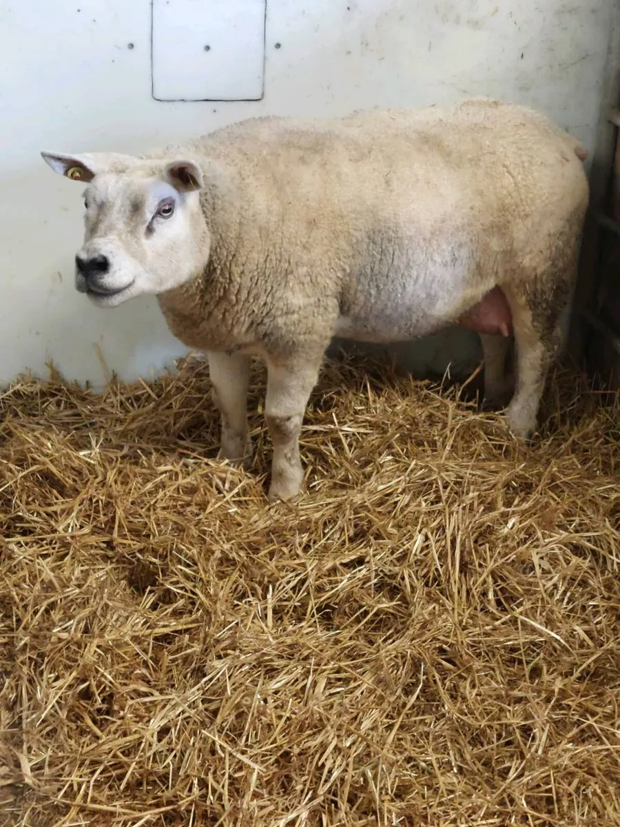 Purebred Texel Foster ewe - Image 3