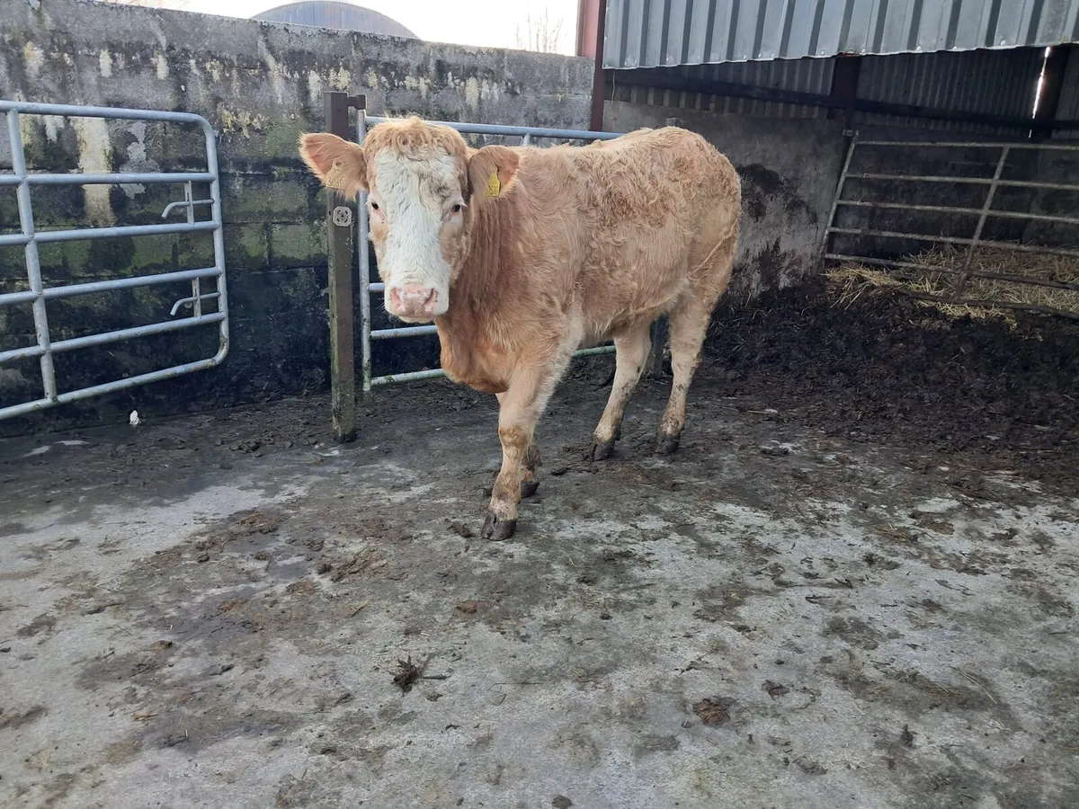 Lovely breeding heifer - Image 3