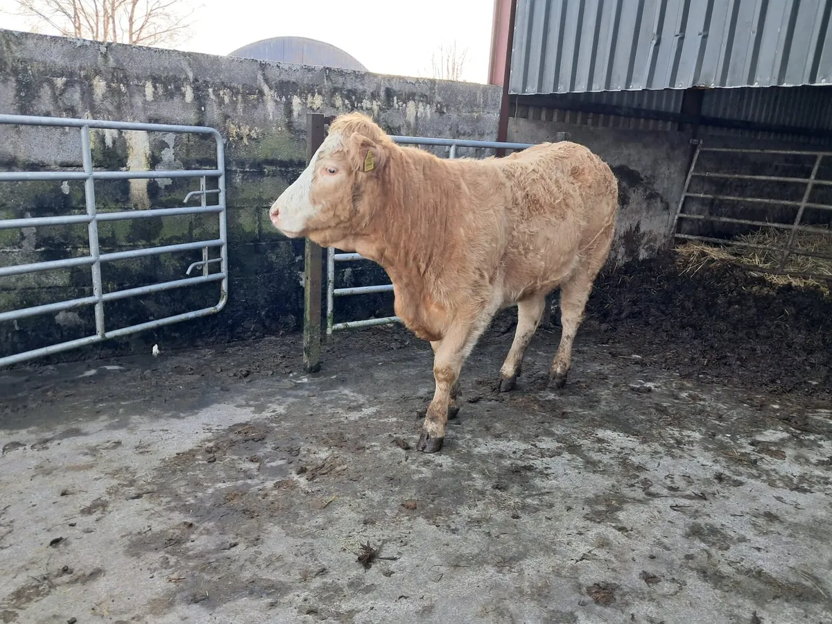 Lovely breeding heifer - Image 4