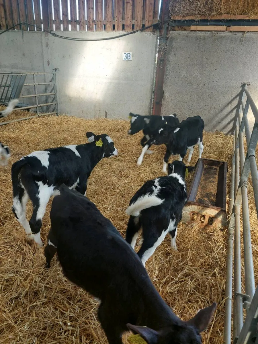 7 Heifer calves - Image 2